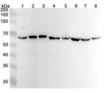 Anti-CDK16 Polyclonal Antibody binds to Human CDK16 Recombinant Protein, N-His in WB Assay