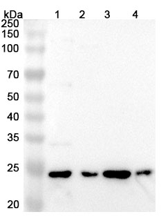 Anti-Chicken IL10 Polyclonal Antibody in WB Assay