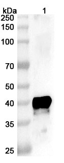 Anti-CHIKV NSP1 Polyclonal Antibody in WB Assay