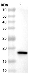 Anti-CHIKV NSP3 Polyclonal Antibody in WB Assay
