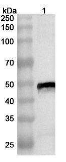 Anti-CHIKV Spike glycoprotein E1 Polyclonal Antibody in WB Assay