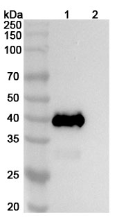 Anti-CHIKV Spike glycoprotein E2 Monoclonal Antibody, 5F10 in WB Assay