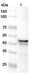 Anti-Clostridioides difficile Toxin B/tcdB Polyclonal Antibody binds to Recombinant Clostridioides difficile Toxin B/tcdB, N-His & N-SUMO in WB Assay