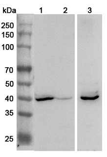 Anti-Clostridium perfringens nanH/Sialidase Polyclonal Antibody in WB Assay