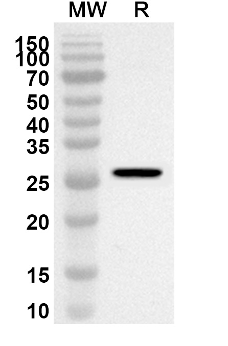Anti-COL1A1 Polyclonal Antibody binds to Recombinant Human COL1A1 Protein, N-His in WB Assay