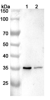 Anti-COPS5 Polyclonal Antibody binds to Recombinant Human COPS5 Protein, N-His in WB Assay