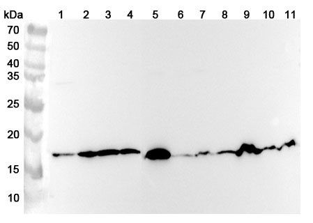 Anti-COX4/COX4I1 Polyclonal antibody in WB Assay