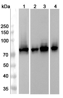 Anti-CRMP1 Polyclonal antibody binds to Recombinant Human CRMP1, N-His in WB Assay