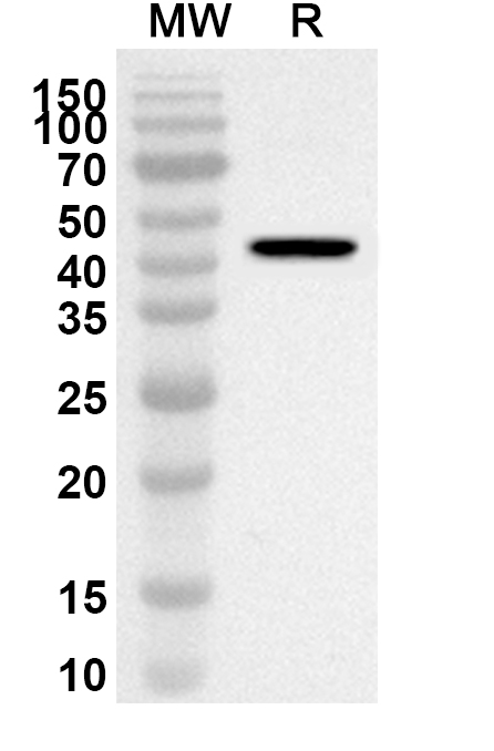 Anti-CRY1 Polyclonal Antibody binds to Recombinant Human CRY1, N-GST in WB Assay