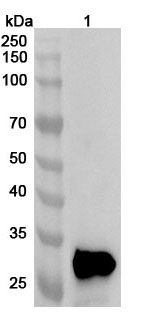 Anti-CRYBB1 Polyclonal Antibody binds to Recombinant Human CRYBB1 Protein, N-His in WB Assay