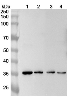 Anti-CRYZ Polyclonal Antibody binds to Recombinant Human CRYZ Protein, N-His in WB Assay