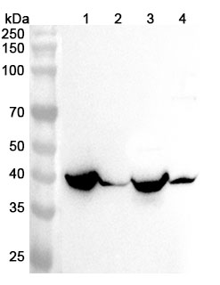 Anti-CS Polyclonal antibody binds to Human CS Recombinant Protein, N-His in WB Assay