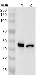 Anti-CTSE Polyclonal Antibody binds to Mouse CTSE Recombinant Protein, N-His in WB Assay