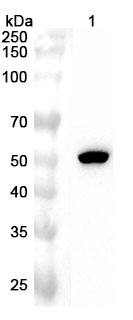 Anti-CYP11A1 Polyclonal Antibody binds to Recombinant Human CYP11A1 Protein, N-His in WB Assay