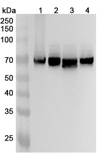 Anti-DPYSL3 Polyclonal Antibody binds to Human DPYSL3 Recombinant Protein, N-His in WB Assay