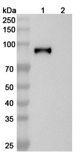 Anti-EBV/HHV-4 gH/BXLF2 Antibody (CL59)