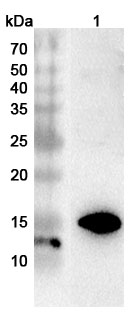 Anti-EMC6/TMEM93 Polyclonal Antibody in WB Assay