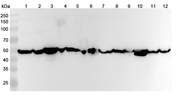 Anti-ENO1 Polyclonal antibody binds to Mouse ENO1 Recombinant Protein in WB Assay