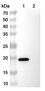 Anti-EPEA Tag (GGEPEA) Antibody (SAA0356) in WB Assay