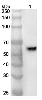 Anti-EPX Polyclonal Antibody binds to Human EPX Recombinant Protein, N-His in WB Assay