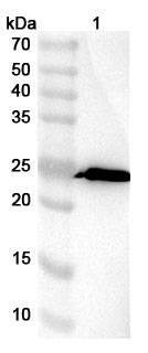 Anti-Escherichia coli eae/Intimin Polyclonal Antibody in WB Assay