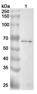 Anti-F2 Polyclonal antibody binds to Human F2 Recombinant Protein, N-His in WB Assay