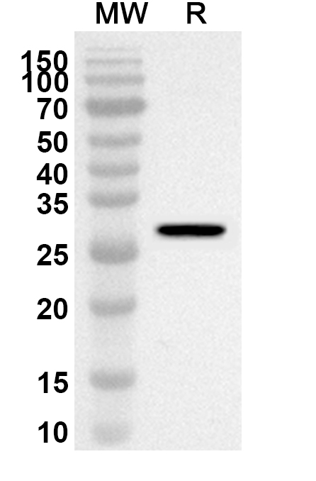 Anti-F9 Polyclonal Antibody in WB Assay