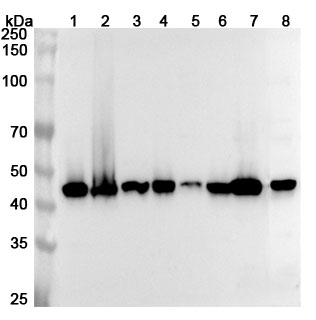 Anti-FNTB Polyclonal Antibody binds to Recombinant Human FNTB Protein, N-His in WB Assay