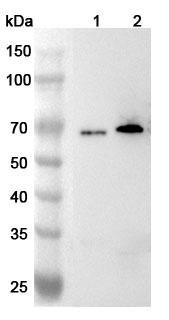 Anti-FUS Polyclonal Antibody binds to Recombinant Human FUS Protein, N-His-SUMO in WB Assay