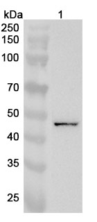Anti-GALK2 Polyclonal Antibody binds to Human GALK2 Recombinant Protein, N-His in WB Assay
