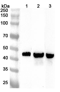 Anti-GCDH Polyclonal antibody binds to Recombinant Human GCDH, N-His in WB Assay