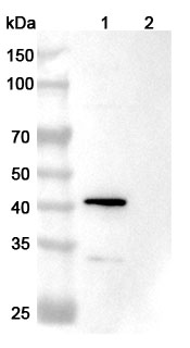 Anti-GluN2B/NR2B glutamate receptor Antibody (N59/20)