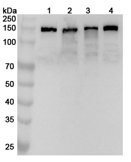 Anti-GM130/GOLGA2 Polyclonal antibody binds to Recombinant Human GM130/GOLGA2, N-His in WB Assay
