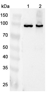 Anti-GNL2 Polyclonal Antibody binds to Human GNL2 Recombinant Protein, N-His in WB Assay