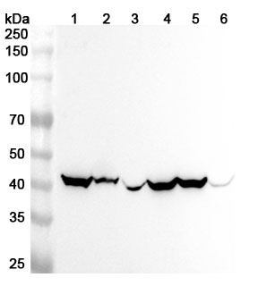 Anti-GOT1 Polyclonal antibody binds to Recombinant Human GOT1, N-His in WB Assay