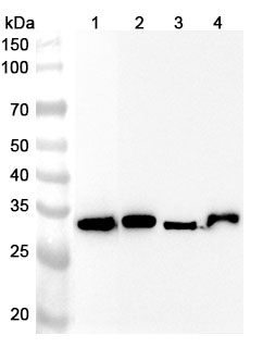 Anti-GPD1 Polyclonal Antibody binds to Human GPD1 Recombinant Protein, N-His in WB Assay