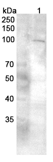 Anti-GRIA2 Polyclonal Antibody binds to Recombinant Human GRIA2, N-His in WB Assay