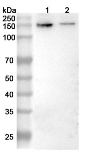 Anti-GRIN2B Polyclonal Antibody binds to Recombinant Human GRIN2B, N-His in WB Assay