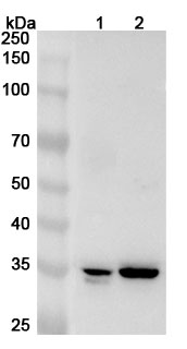 Anti-GTF2E2 Polyclonal Antibody binds to Recombinant Human GTF2E2 Protein, N-His in WB Assay