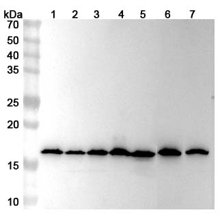 Anti-H3C15 Polyclonal antibody binds to Recombinant Human H3C15, N-His in WB Assay