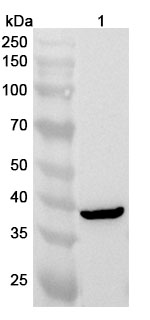 Anti-HAO1 Polyclonal Antibody in WB Assay