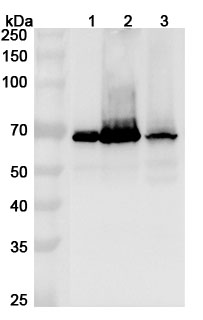 Anti-HDAC1 Polyclonal Antibody binds to Recombinant Human HDAC1 Protein, N-His in WB Assay