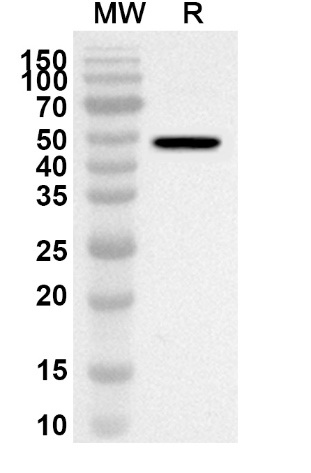 Anti-HDC Polyclonal Antibody in WB Assay