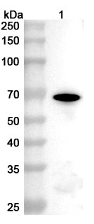 Anti-Hepatitis E virus genotype 1/HEV-1 ORF2 Polyclonal Antibody in WB Assay