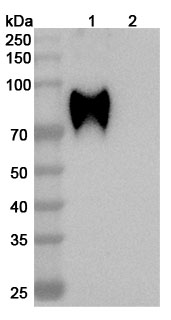 Anti-HeV/NiV Glycoprotein G Antibody (HENV-9) in WB Assay