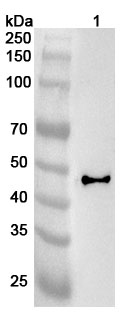 Anti-HLA-G Polyclonal antibody binds to Recombinant Human HLA-G Protein, N-GST in WB Assay