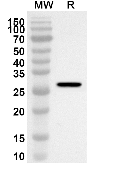 Anti-HMGB1 Polyclonal Antibody binds to Mouse HMGB1 Protein, N-His, recombinant protein in WB Assay