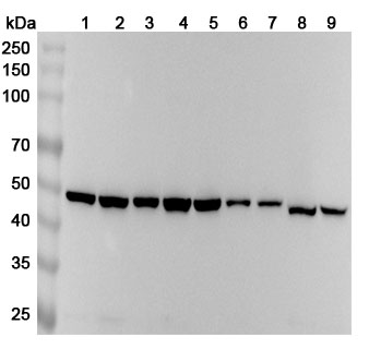 Anti-HNRNPF Polyclonal Antibody binds to Recombinant Human HNRNPF Protein, N-His in WB Assay