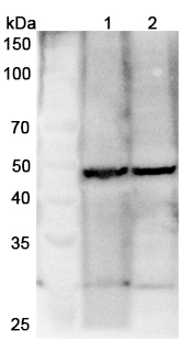 Anti-HOMER1 Polyclonal antibody