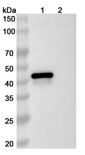 Anti-HRSV-A/BRSV F/Fusion glycoprotein F0 Antibody (B13-1) in WB Assay